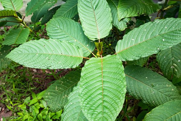  Kratom is a plant often brewed as a tea or powdered and taken as a supplement for the purpose of experiencing opioid-like effects. (SOUTHERNTraveler/Shutterstock)